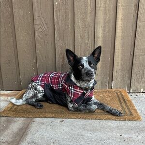 Dog Jacket - Red & Black Plaid